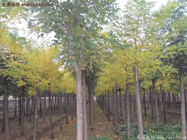 黃金槐樹(shù)苗是如何繁育的?