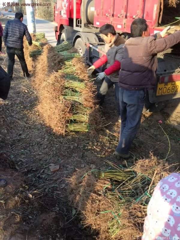 沭陽(yáng)連翹花