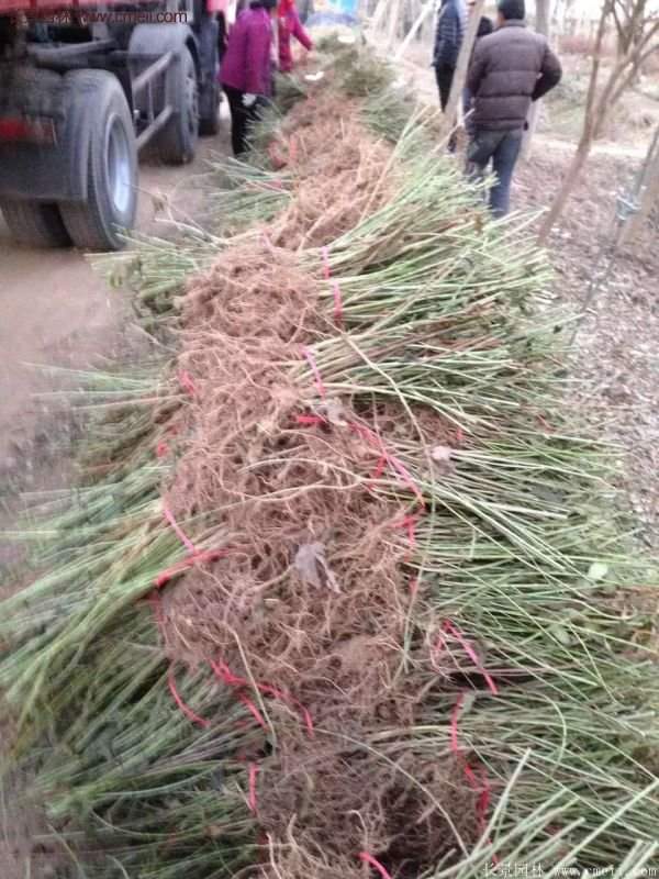 沭陽(yáng)連翹花