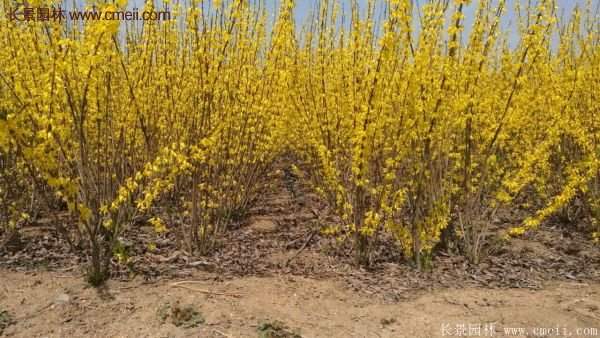 沭陽(yáng)連翹花