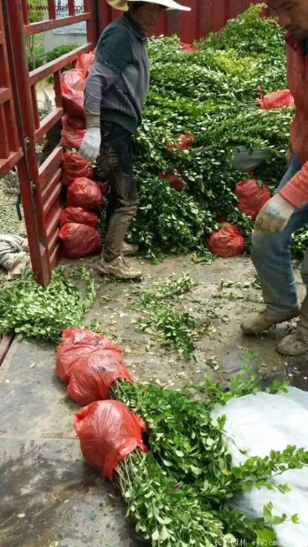 沭陽衛矛 沭陽衛矛