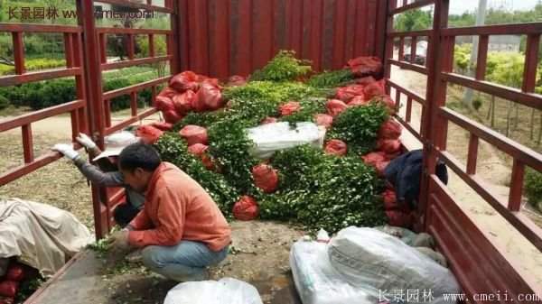 沭陽衛矛 沭陽衛矛