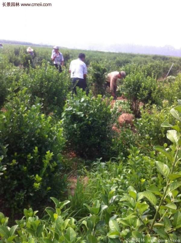 沭陽衛矛 沭陽衛矛