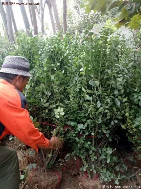 沭陽衛矛 沭陽衛矛