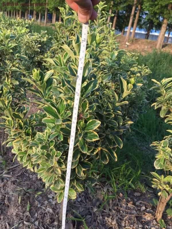 沭陽金邊黃楊規格 沭陽金邊黃楊規格