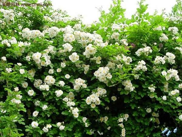 便宜的多花薔薇去哪買？