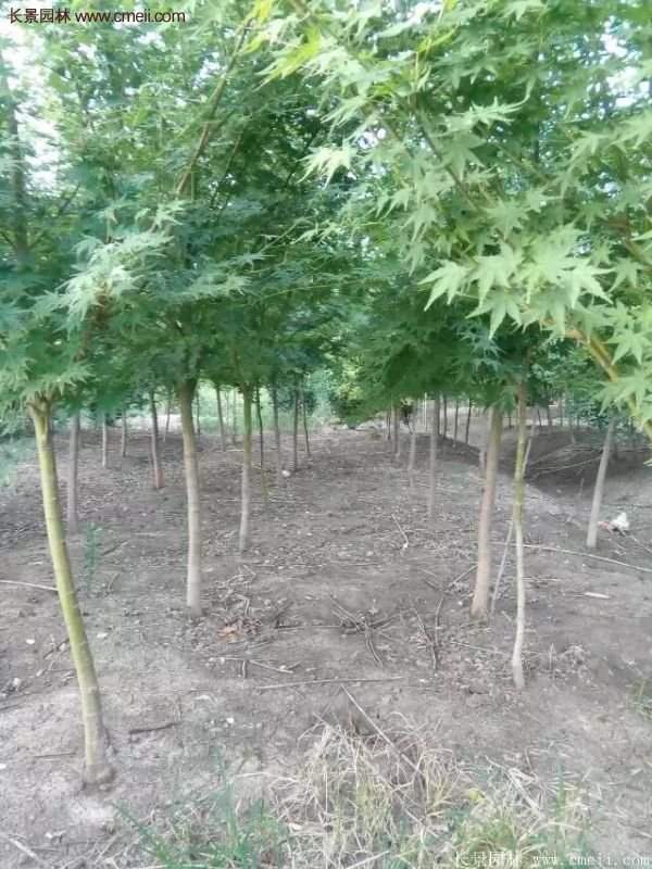 優(yōu)質(zhì)青楓樹苗