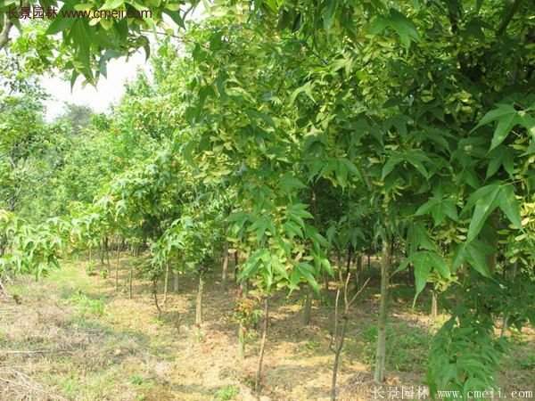 青楓樹苗產地都有哪些地方?