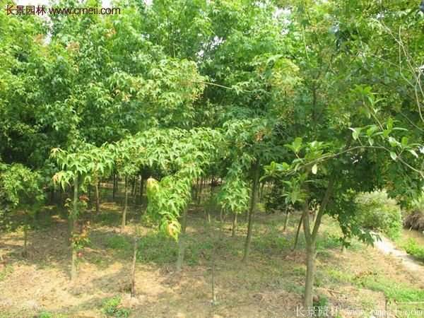 青楓樹苗產地都有哪些地方?