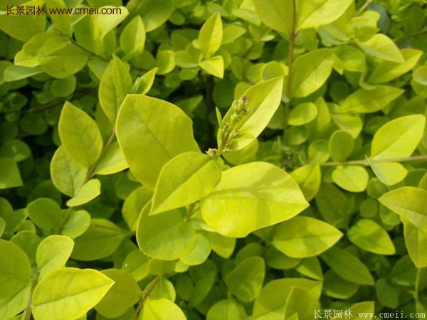 金葉女貞 金葉女貞