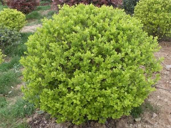 金葉女貞 金葉女貞