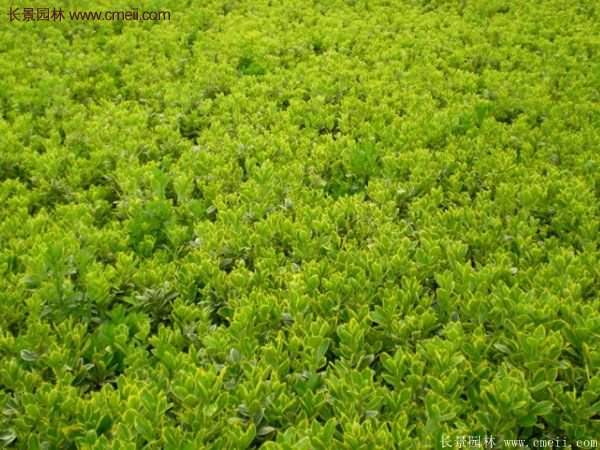 金邊黃楊色塊苗 金邊黃楊色塊苗