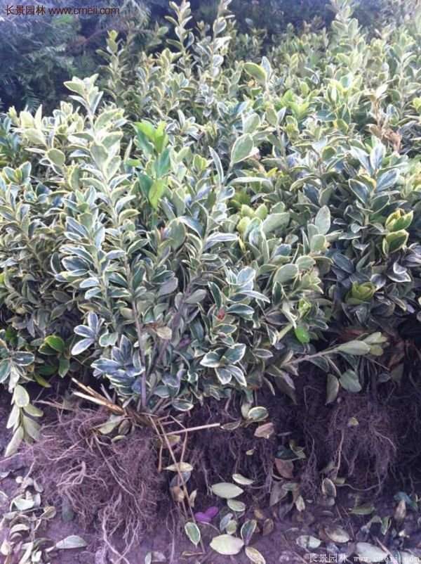 金邊黃楊種植方法 金邊黃楊種植方法