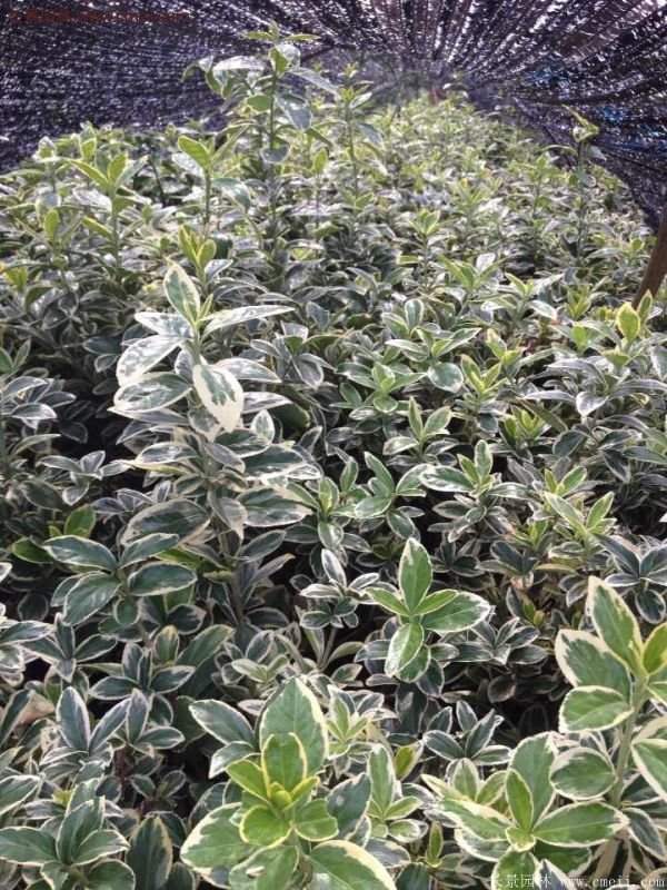 金邊黃楊移栽 金邊黃楊移栽