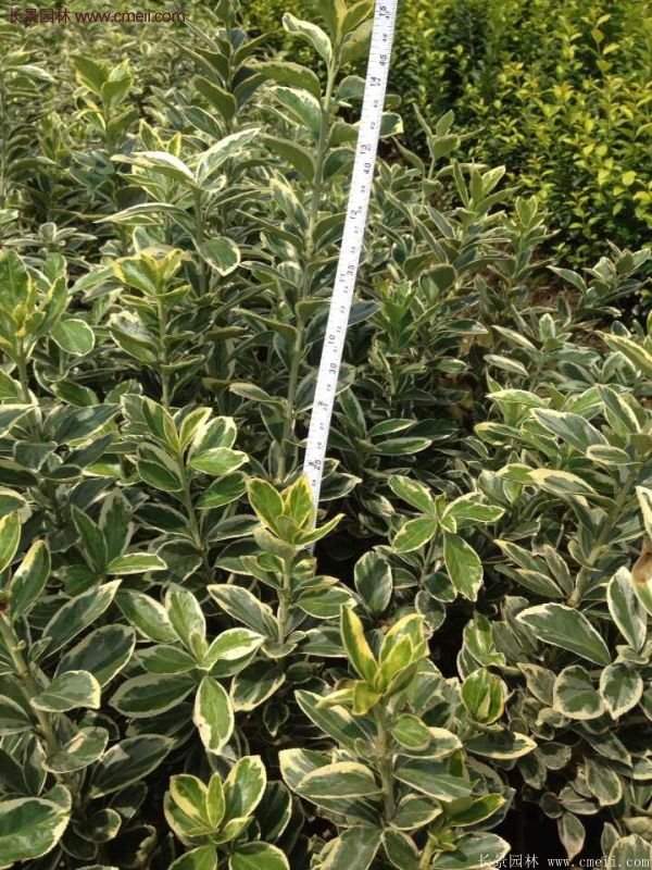 金邊黃楊移栽 金邊黃楊移栽