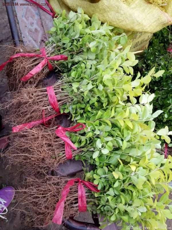 金葉女貞容器苗 金葉女貞容器苗