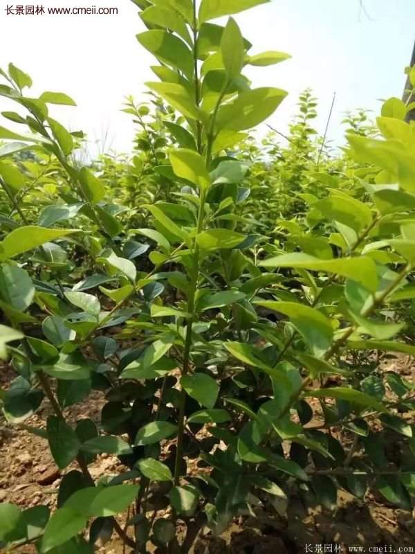 沭陽金葉女貞苗 沭陽金葉女貞苗