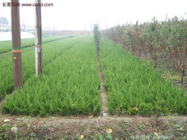 最新最全的小龍柏栽植技術匯總