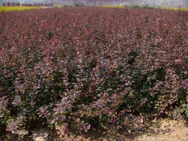 沭陽紅葉小檗 沭陽紅葉小檗