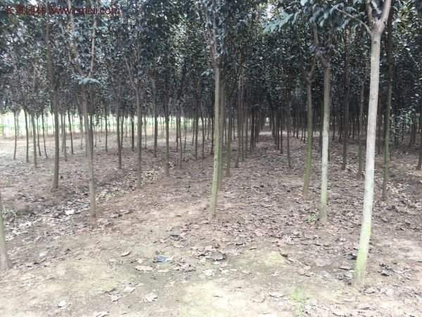 紫葉李樹(shù)苗