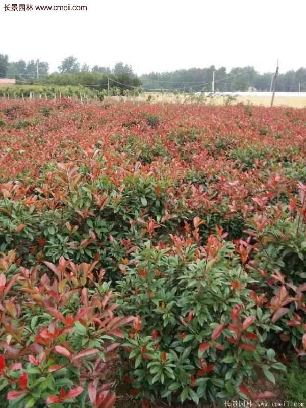 沭陽(yáng)紅葉石楠 沭陽(yáng)紅葉石楠
