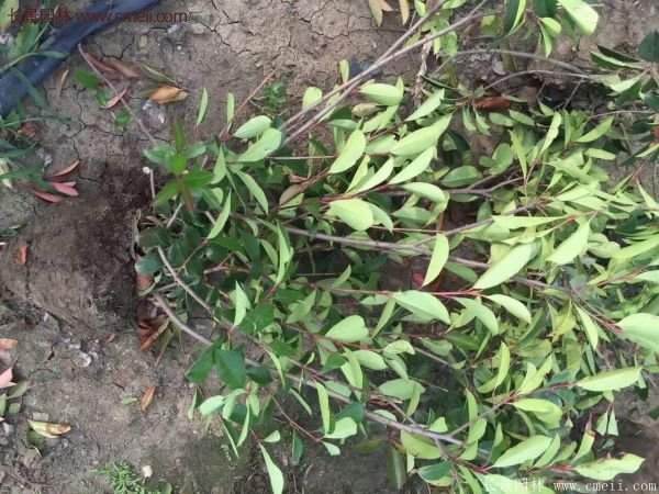 沭陽(yáng)紅葉石楠 沭陽(yáng)紅葉石楠