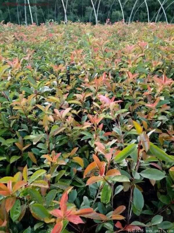 沭陽(yáng)紅葉石楠 沭陽(yáng)紅葉石楠