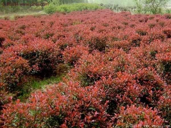 沭陽(yáng)紅葉石楠 沭陽(yáng)紅葉石楠