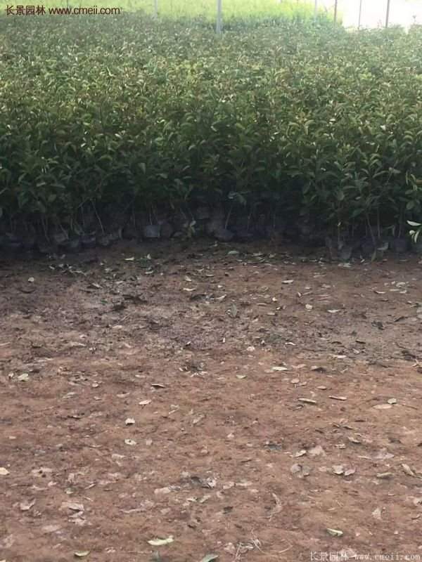 沭陽(yáng)基地的紅葉石楠 沭陽(yáng)基地的紅葉石楠