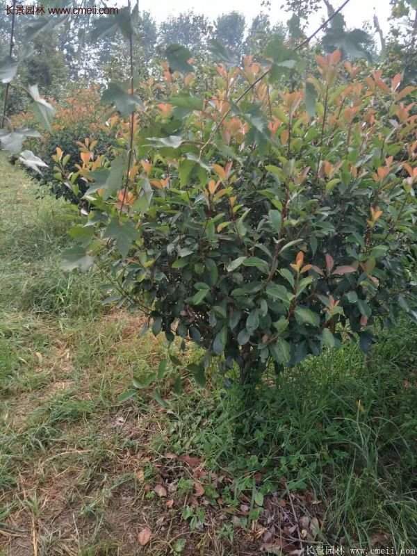 沭陽(yáng)基地的紅葉石楠 沭陽(yáng)基地的紅葉石楠