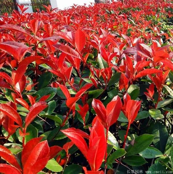 沭陽紅葉石楠苗 沭陽紅葉石楠苗