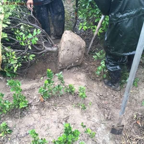 沭陽紅葉石楠苗 沭陽紅葉石楠苗