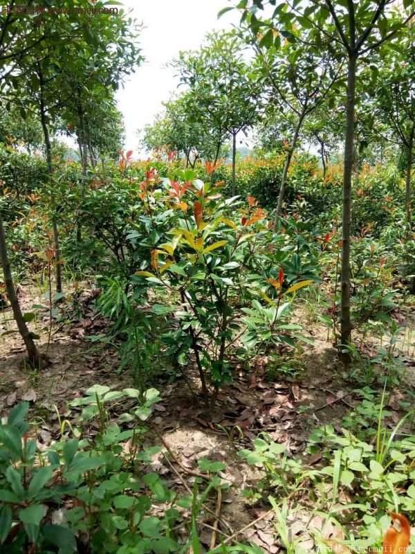 沭陽基地的紅葉石楠 沭陽基地的紅葉石楠