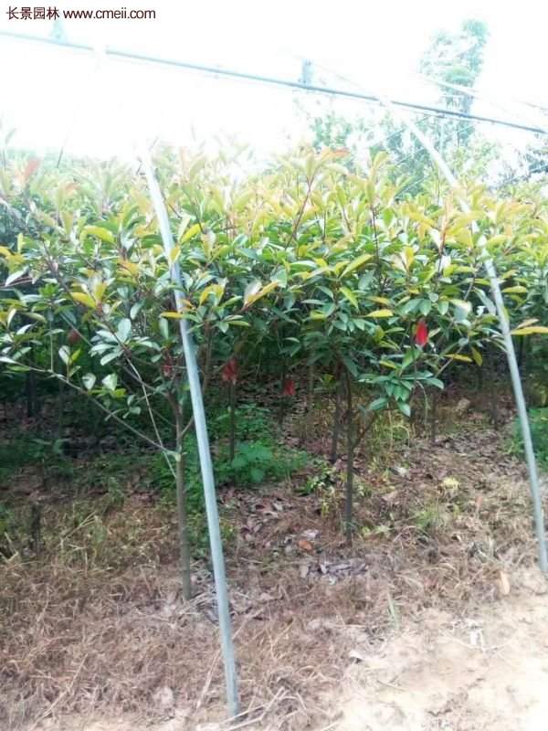 沭陽基地的紅葉石楠 沭陽基地的紅葉石楠