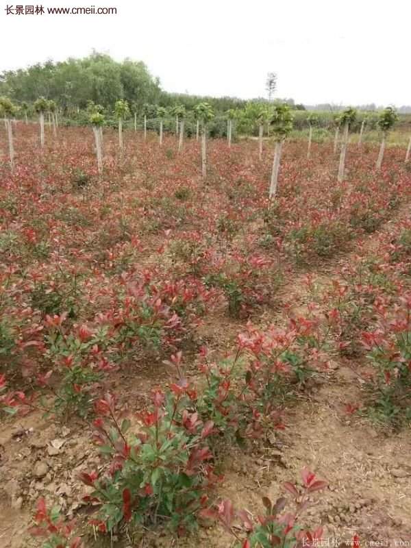 紅葉石楠基地 紅葉石楠基地