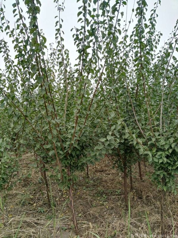 沭陽長景園林紅梅苗木 沭陽長景園林紅梅苗木