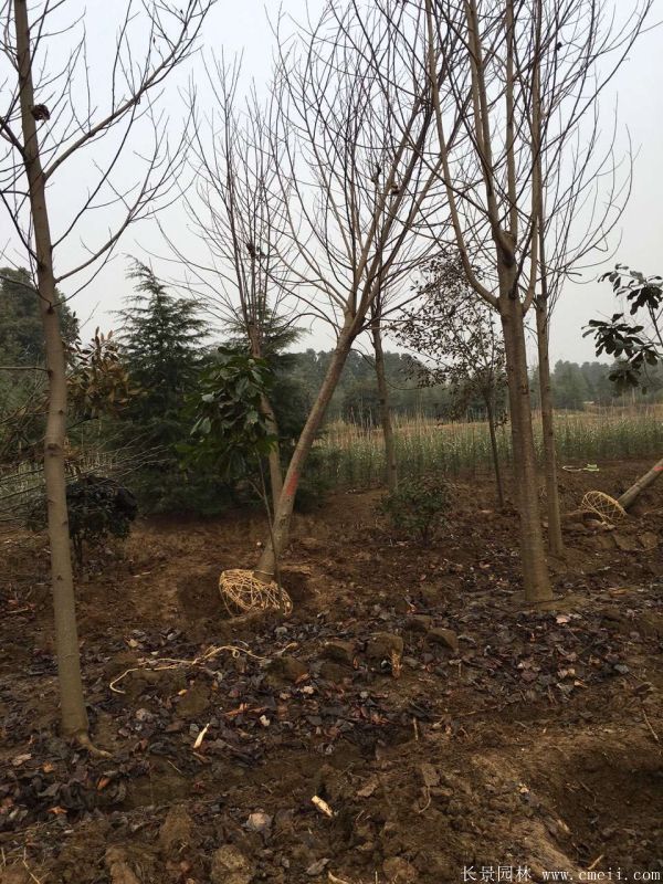 鵝掌楸基地鵝掌楸圖片 鵝掌楸基地鵝掌楸圖片