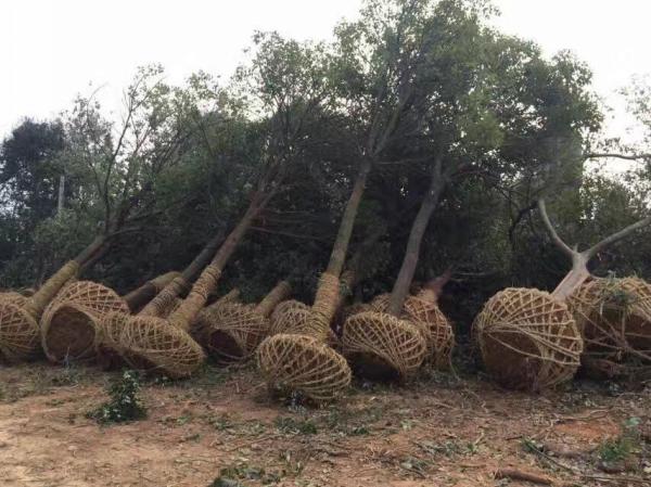 香樟樹圖片香樟樹基地實拍
