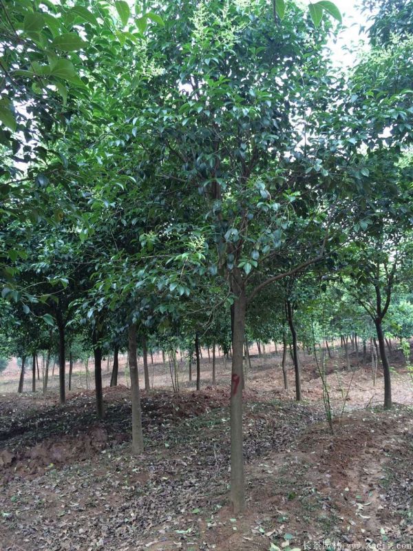 大葉女貞圖片大葉女貞基地實拍 大葉女貞圖片大葉女貞基地實拍