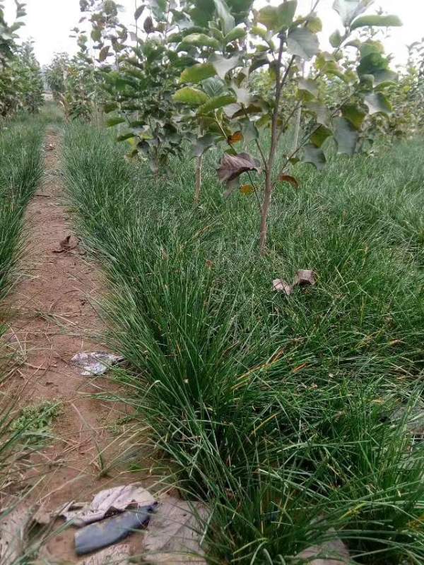 白玉蘭圖片白玉蘭基地實(shí)拍 白玉蘭圖片白玉蘭基地實(shí)拍