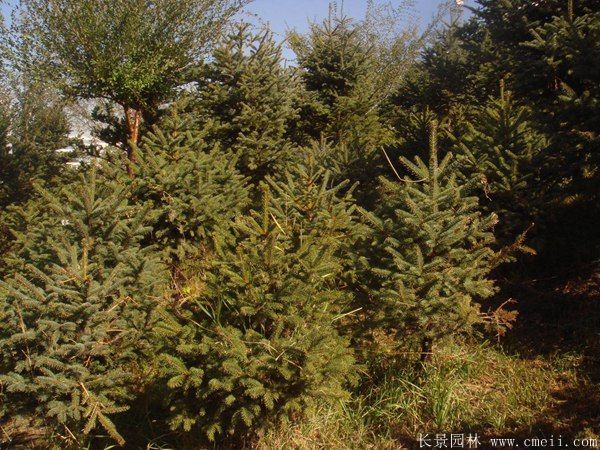 云杉圖片基地實拍 云杉圖片基地實拍