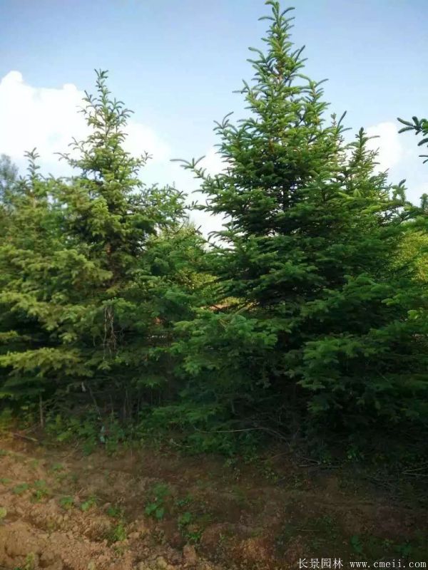 云杉圖片基地實拍 云杉圖片基地實拍