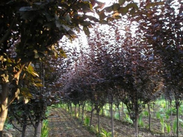 紅葉李圖片基地實(shí)拍 紅葉李圖片基地實(shí)拍