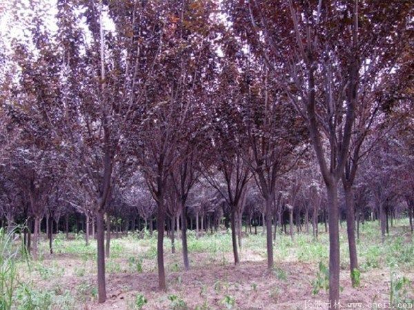 紅葉李圖片基地實(shí)拍 紅葉李圖片基地實(shí)拍