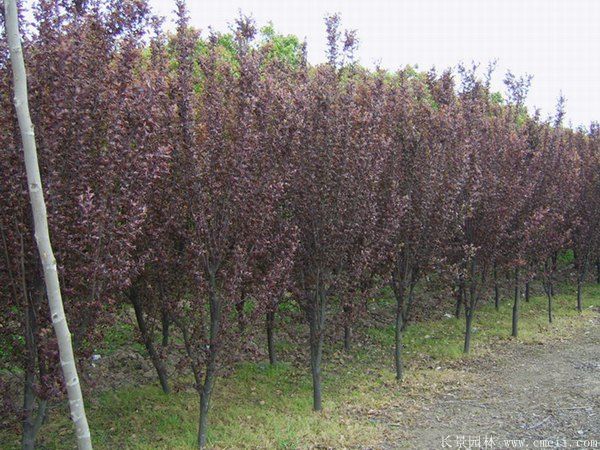 紅葉李圖片基地實(shí)拍 紅葉李圖片基地實(shí)拍