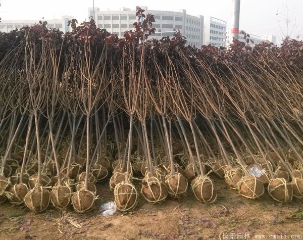 紅葉李圖片基地實(shí)拍 紅葉李圖片基地實(shí)拍