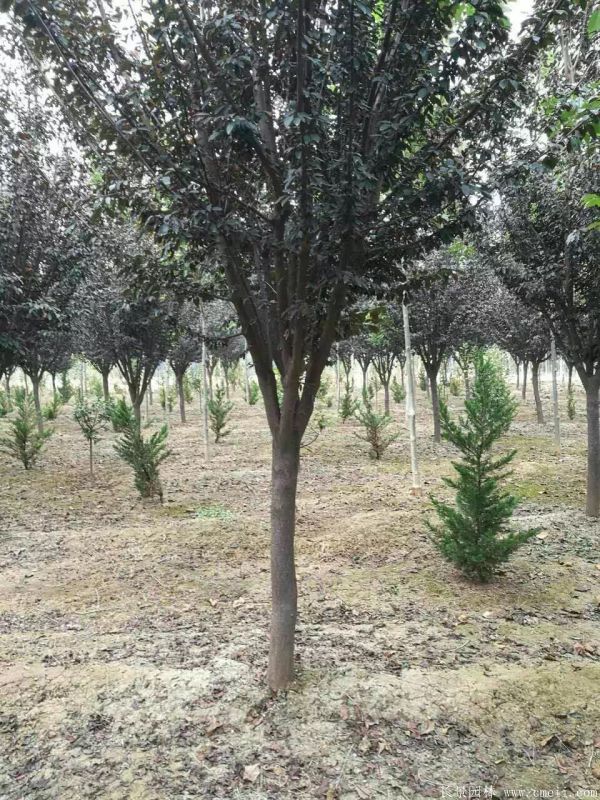 紅葉李圖片基地實(shí)拍 紅葉李圖片基地實(shí)拍