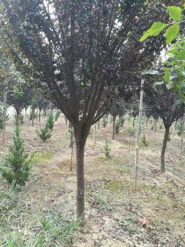 紅葉李圖片基地實(shí)拍 紅葉李圖片基地實(shí)拍