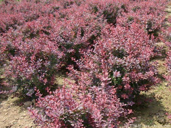 紅葉小檗圖片基地實拍 紅葉小檗圖片基地實拍