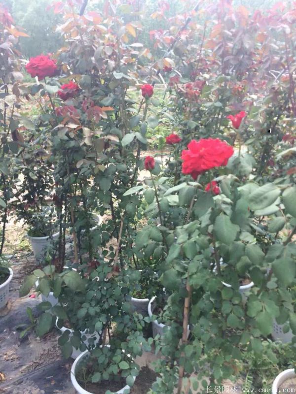 藤本月季圖片基地實拍 藤本月季圖片基地實拍